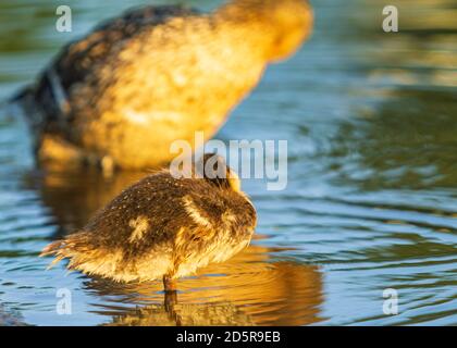 Mère de canard avec enfants Canard dans la ville rivière lavage d'eau au lever du soleil Banque D'Images