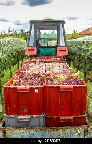 Ancienne remorque de tracteur pleine de différents raisins récoltés dans le vignoble pendant la saison de récolte de raisin.détail de la vigne juteuse bio douce en automne. Raisins Banque D'Images