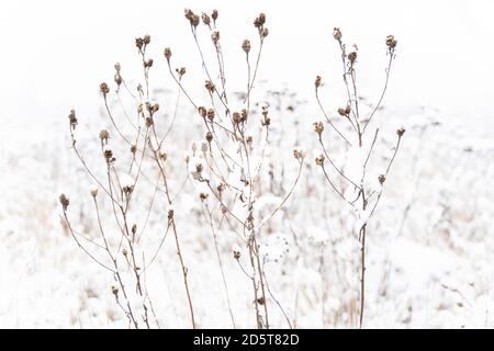 en hiver, fleurs sèches recouvertes de neige moelleuse Banque D'Images