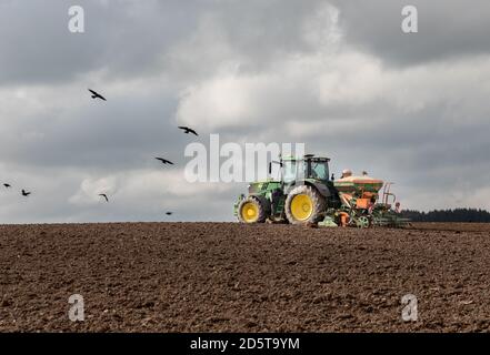 Agamartha, Carrigaline, Cork, Irlande. 14 octobre. Les oiseaux suivent l'entrepreneur Lyndon Smith alors qu'il semait du blé d'hiver sur la ferme de John Griffin dans la commune d'Agamartha à l'extérieur de Carrigaline, Co. Cork, Irlande. - crédit; David Creedon / Alamy Live News Banque D'Images