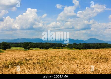 Paysage de champ de seigle sur ciel bleu avec nuages Banque D'Images