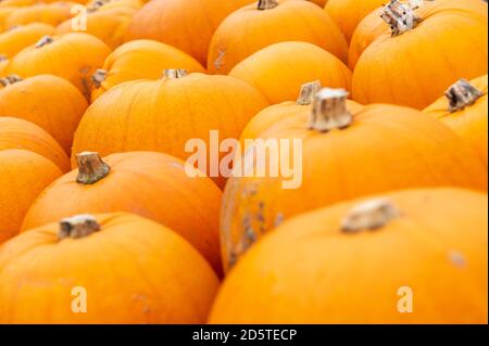 Totton, Hampshire, 10 octobre 2020. Beaucoup de citrouilles qui ont été placées ensemble prêt à vendre aux visiteurs de potiron patch s'assoient sur le sol étroitement pac Banque D'Images