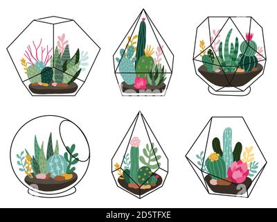 Plantes de terrarium. Succulent géométrique, terrariums de cactus, terrariums dessinés à la main avec plantes exotiques, ensemble d'illustrations vectorielles de style scandinave Illustration de Vecteur