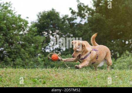 Petit chien heureux brun dans la prairie joue avec une balle. Chiens, animaux de compagnie et concepts de formation d'obéissance Banque D'Images