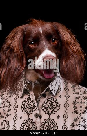 Un chien décrit comme un homme dans un portrait de studio portant une chemise. springer spaniel anglais portant une chemise comme si souriant portrait de studio. Banque D'Images