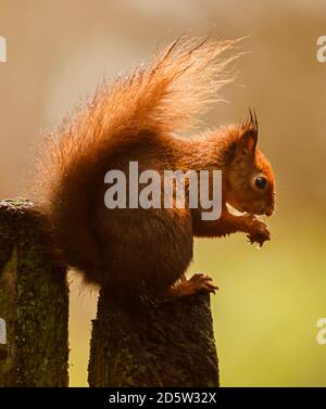 Un écureuil roux fourrait pour de la nourriture avant l'hiver dans la réserve de Widdale Red Squirrel dans le North Yorkshire. Banque D'Images