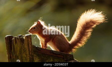 Un écureuil roux fourrait pour de la nourriture avant l'hiver dans la réserve de Widdale Red Squirrel dans le North Yorkshire. Banque D'Images