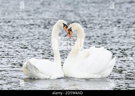 Paire de cygnes muets se liant sur un lac avec leurs cols formant la forme du cœur. Amour, affection, liaison, compagnon pour la vie, confiance, compagnon, beauté, oiseaux, animal Banque D'Images