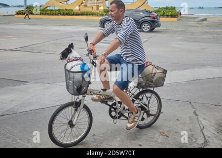 Homme à vélo avec deux Bulldogs français assis les paniers de vélo Banque D'Images