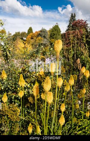 Red Hot Pokers kniphofia bonne exposition d'Halloween à Sir Harold Hiller Gardens près de Romsey dans le Hampshire Banque D'Images