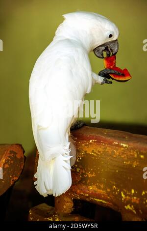 White cockatoo (Cacatua alba) parrot sitting on the branch of tree and eating fruit Stock Photo