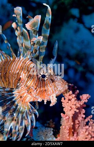 Lionfish, Coral Reef, Mer Rouge, Egypte Banque D'Images