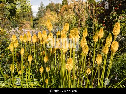 Red Hot Pokers kniphofia bonne exposition d'Halloween à Sir Harold Hiller Gardens près de Romsey dans le Hampshire Banque D'Images