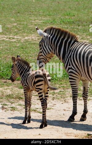 CAPE MAY COUNTY, NJ -21 JUL 2020- vue d'un bébé zébré et de sa mère à l'exposition African Savanna au parc et zoo du comté de Cape May situé à New Banque D'Images