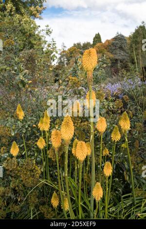 Red Hot Pokers kniphofia bonne exposition d'Halloween à Sir Harold Hiller Gardens près de Romsey dans le Hampshire Banque D'Images