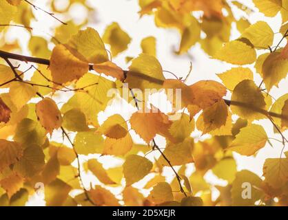 feuilles de bouleau jaune orange vif contre le ciel Banque D'Images