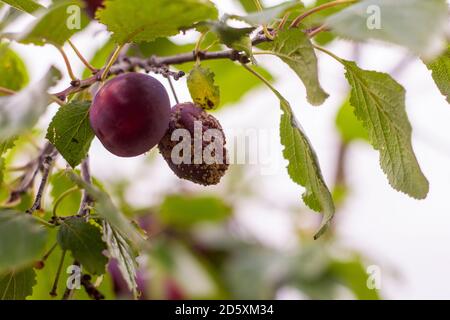 Les prunes moisis sur arbre, infectés par les maladies fongiques Monilinia fructicola ou la pourriture brune. Arrière-plan flou. Banque D'Images