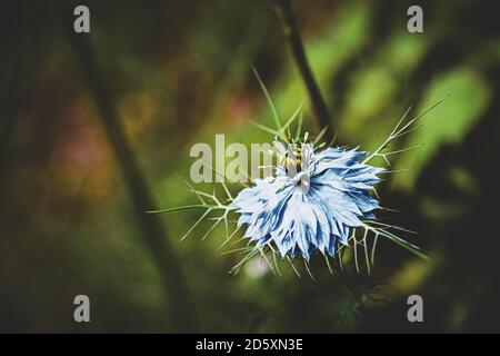 Nigella damascenca fleurit dans le jardin sur fond vert flou Banque D'Images