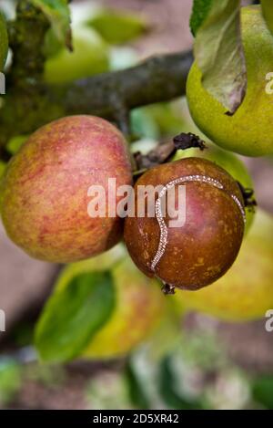 Mouche à scie à pomme (Hoplocampa testudinea) dommage à une pomme Banque D'Images