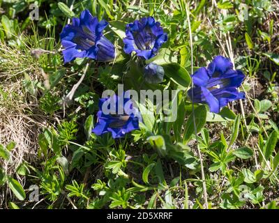 Gros plan bleu florissant gentiane, Gentiana alpina avec des feuilles vertes sur la prairie alpine, foyer sélectif Banque D'Images