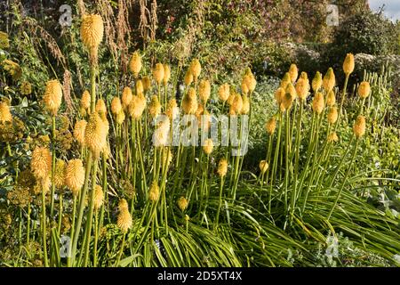 Red Hot Pokers kniphofia bonne exposition d'Halloween à Sir Harold Hiller Gardens près de Romsey dans le Hampshire Banque D'Images