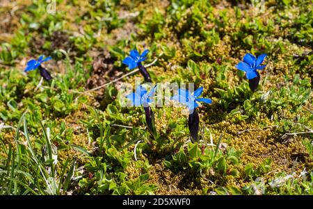 Gros plan bleu florissant Gentiana nivalis, la gentiane de neige ou gentiane alpine avec des feuilles vertes sur la prairie alpine, foyer sélectif Banque D'Images