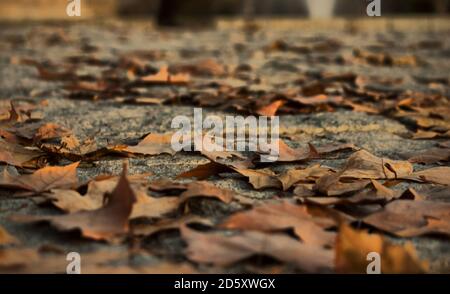 Les feuilles d'automne sont tombées sur le sol à Madrid Banque D'Images
