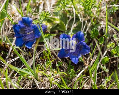 Gros plan bleu florissant gentiane, Gentiana alpina avec des feuilles vertes sur la prairie alpine, foyer sélectif Banque D'Images