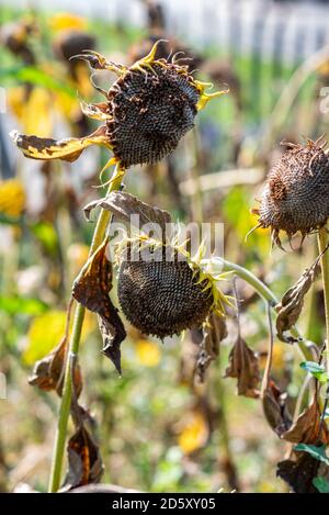 Séché par la sécheresse prolongée et le changement climatique, tournesols. Banque D'Images