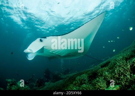 Océanie, Micronésie, Yap, Reef, Manta Ray Manta alfredi Banque D'Images