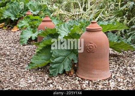 Forcer la rhubarbe en terre cuite pot dans un lit de rhubarbe. Banque D'Images