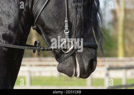 Un détail de la race de dressage spécial Friesian Horse in noir avec fourrure brillante dans un enclos Banque D'Images