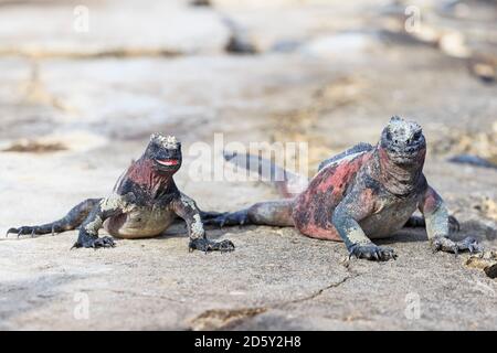 L'Équateur, Îles Galápagos, Espanola, Punta Suarez, iguanes marins, Amblyrhynchus cristatus, assis sur la pierre Banque D'Images