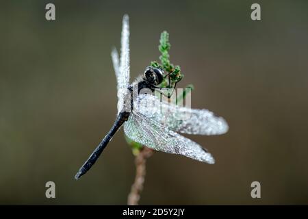 Dard noir, Sympetrum danae, suspendu sur un sproot Banque D'Images