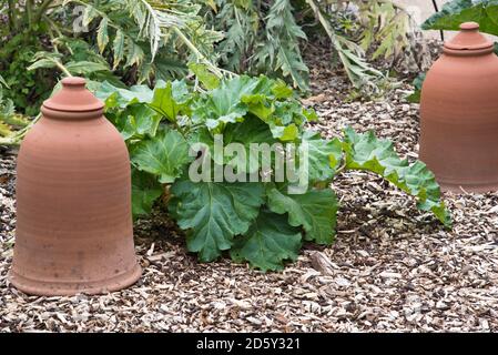 Forcer la rhubarbe en terre cuite pot dans un lit de rhubarbe. Banque D'Images