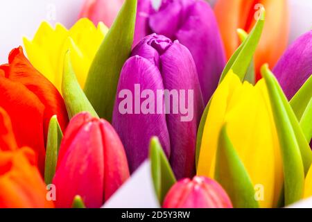 bouquet de tulipes multicolores enveloppées de papier violet clair Banque D'Images