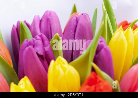 bouquet de tulipes multicolores enveloppées de papier violet clair Banque D'Images