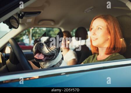 Portrait de bouledogue français assis derrière le volant dans la voiture du propriétaire Banque D'Images