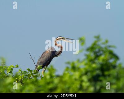 Thaïlande, Nakhon Sawan, Ardea purpurea, Héron violet assis sur l'arbre Banque D'Images