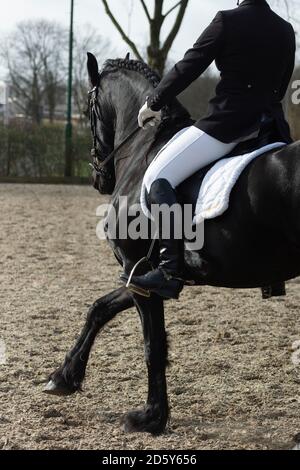 Un détail de la race de dressage spécial Friesian Horse in noir avec fourrure brillante dans un enclos Banque D'Images