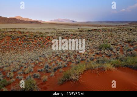 Afrique, Namibie, réserve naturelle de NamibRand Banque D'Images