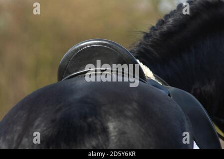 Un détail de la race de dressage spécial Friesian Horse in noir avec fourrure brillante dans un enclos Banque D'Images