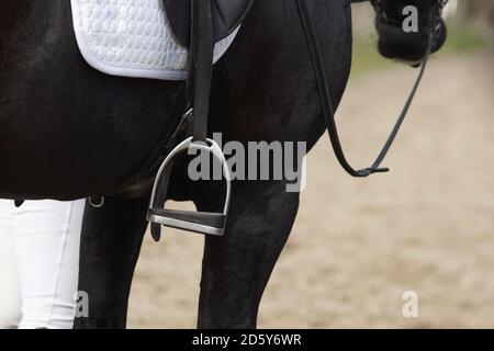 Un détail de la race de dressage spécial Friesian Horse in noir avec fourrure brillante dans un enclos Banque D'Images