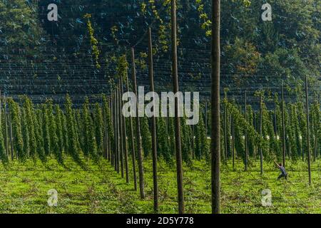 Allemagne, Bavière, Attenhofen, récolte de houblon Banque D'Images