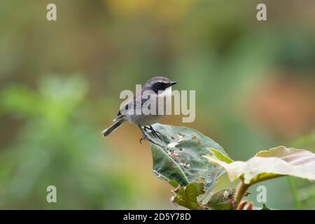 Thaïlande, Doi Inthanon, Gray Bushchat, homme, Saxicola ferreus Banque D'Images