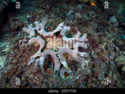 Indonésie, Bali, Nusa Lembongan, cuir de doigts corail, Lobophytum sp Banque D'Images