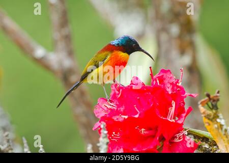 Thaïlande, Chiang Mai, Doi Inthanon, sunbird à queue verte, Aethopyga nipalensis, mâle, perching sur la fleur Banque D'Images