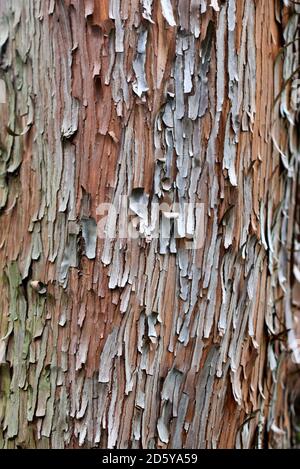 Texture de l'écorce de l'arbre de madrone du Pacifique. Banque D'Images