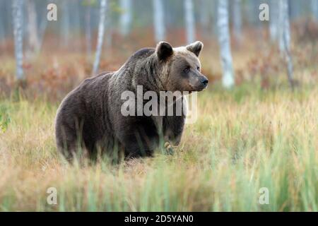 Finlande, Kuhmo, Kainuu, ours brun mâle Banque D'Images