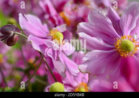 anémone d'automne rose en gros plan Banque D'Images